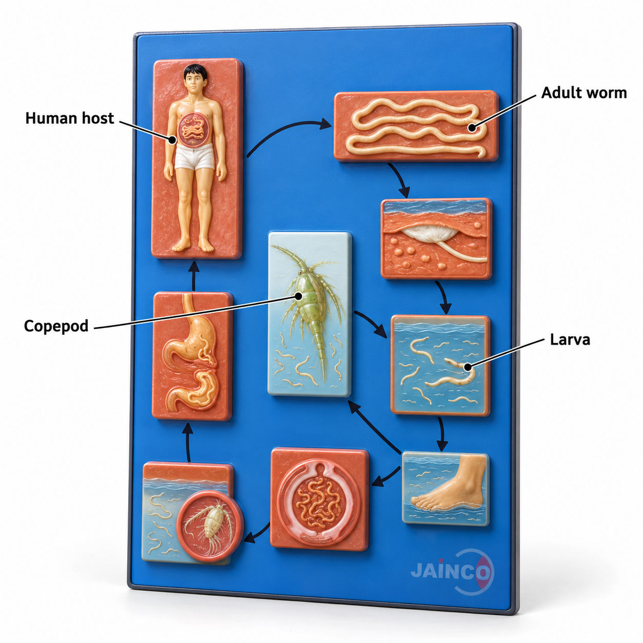Life Cycle of Dracunculus Medinensis Model